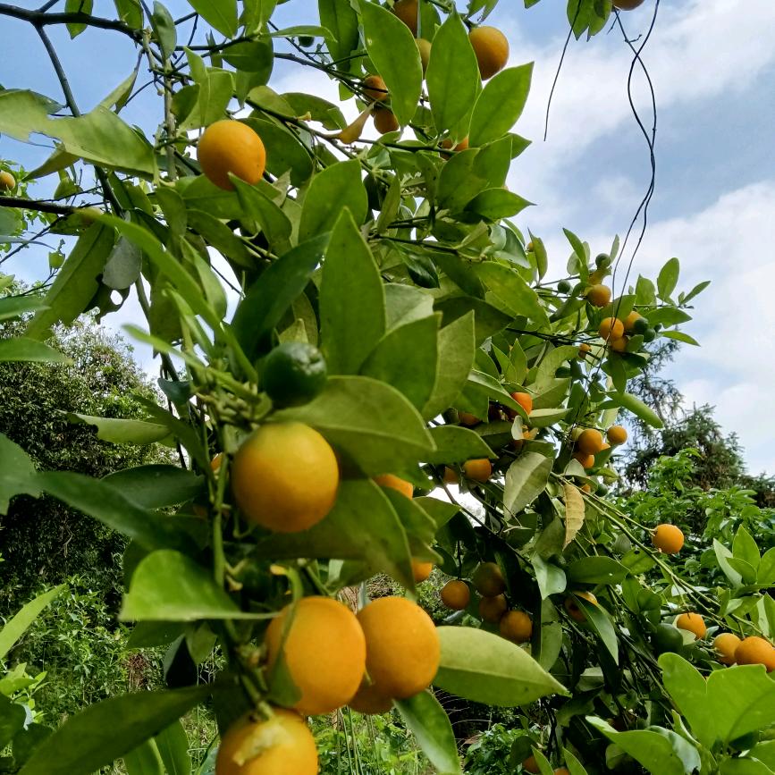 星河璀璨的许秀娟头像