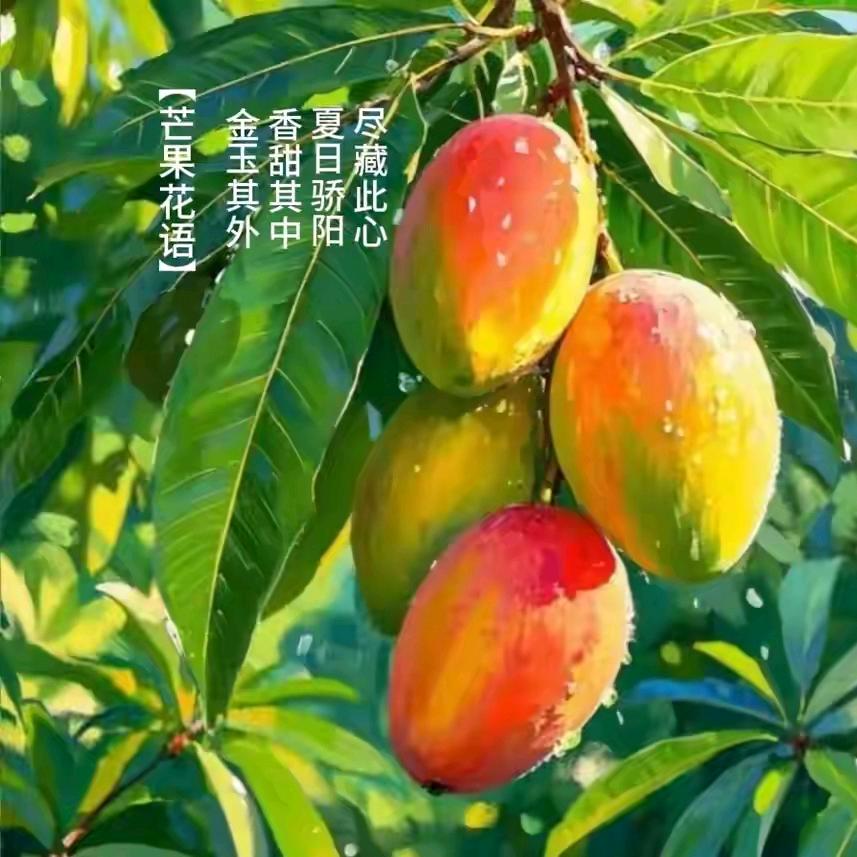 芒果