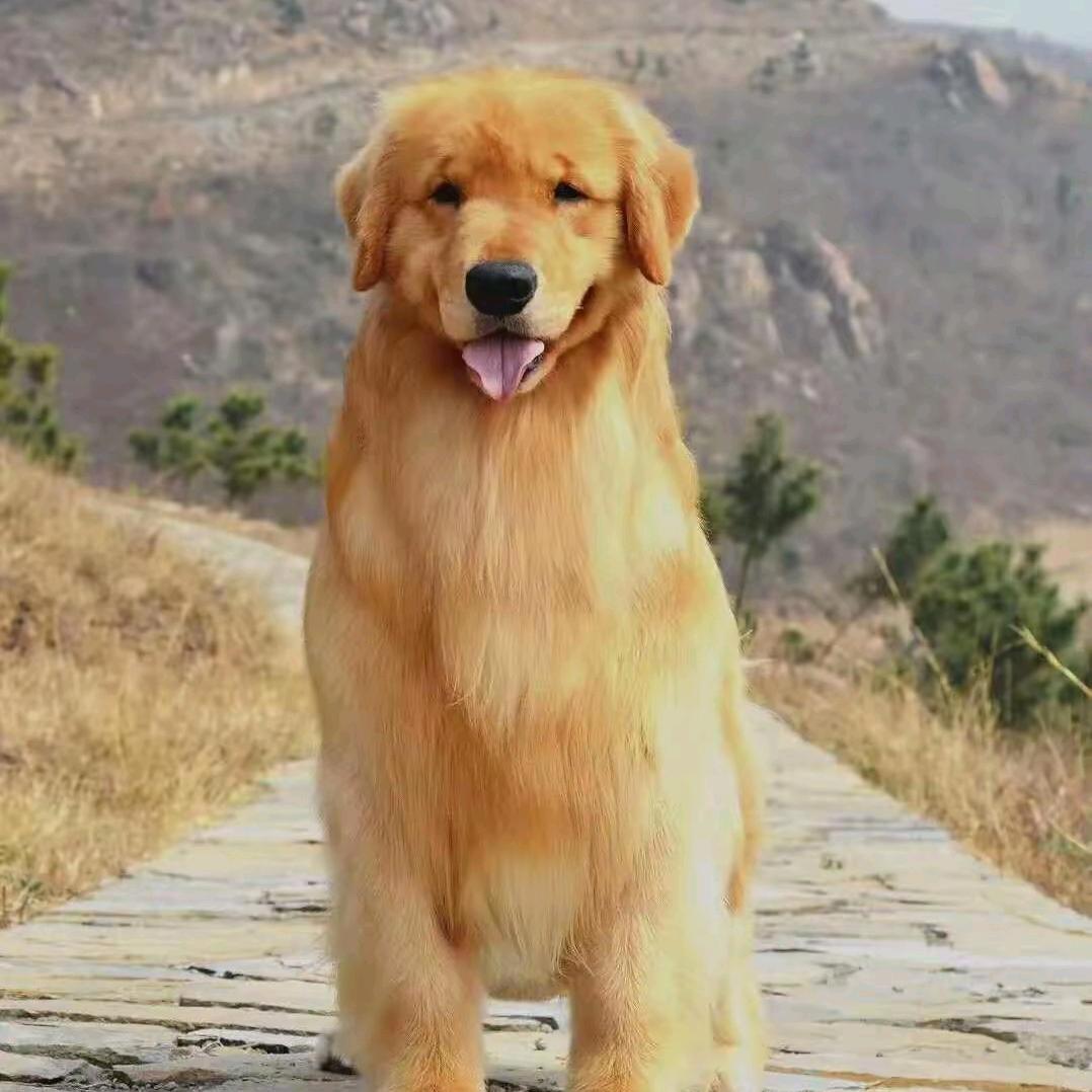 太原市名犬繁殖基地