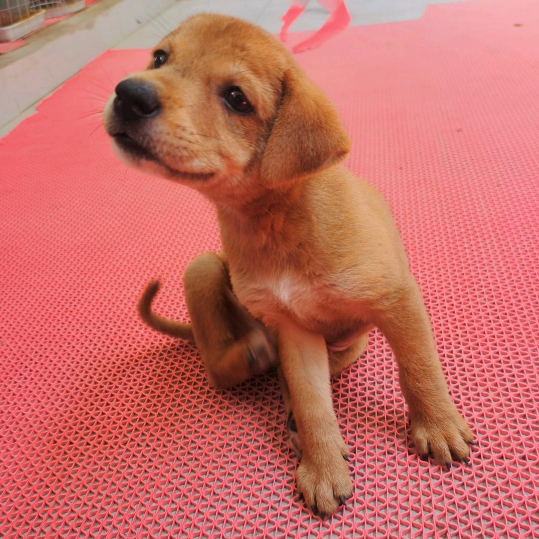 旺多多是只田园犬🐶