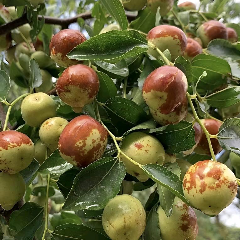 兰燊果树苗木专营店