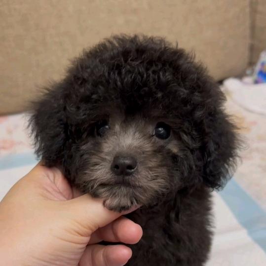 多多是条哈狗