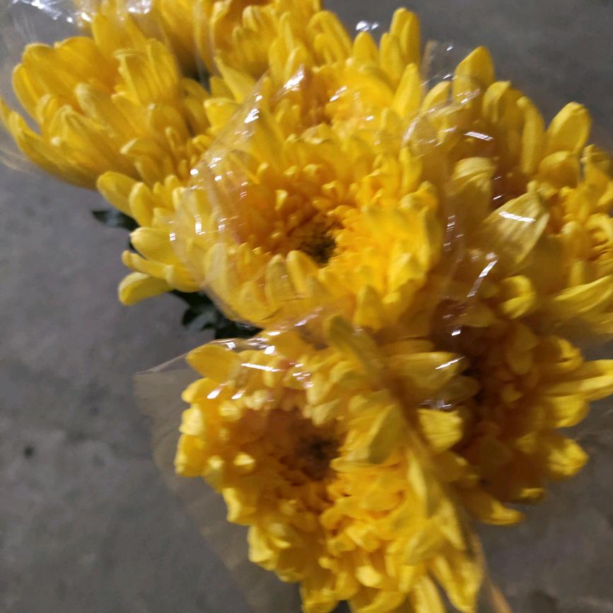 庆丰鲜花，小号