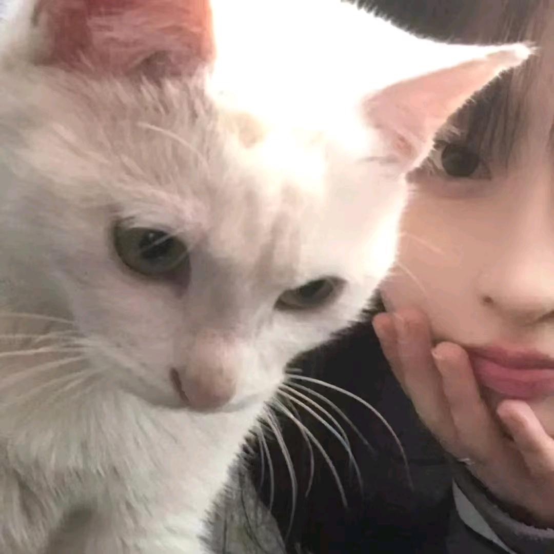 蜜雪冰Chᴗenᥫᩣ✌（瑞幸咖菲联动版）