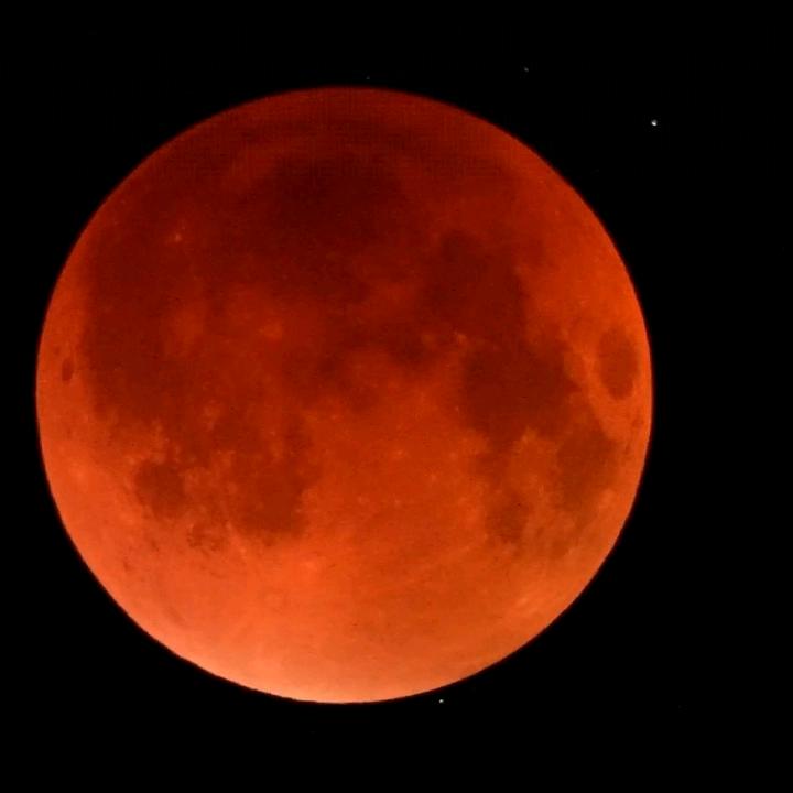 奶牛猫在隔离卖老味