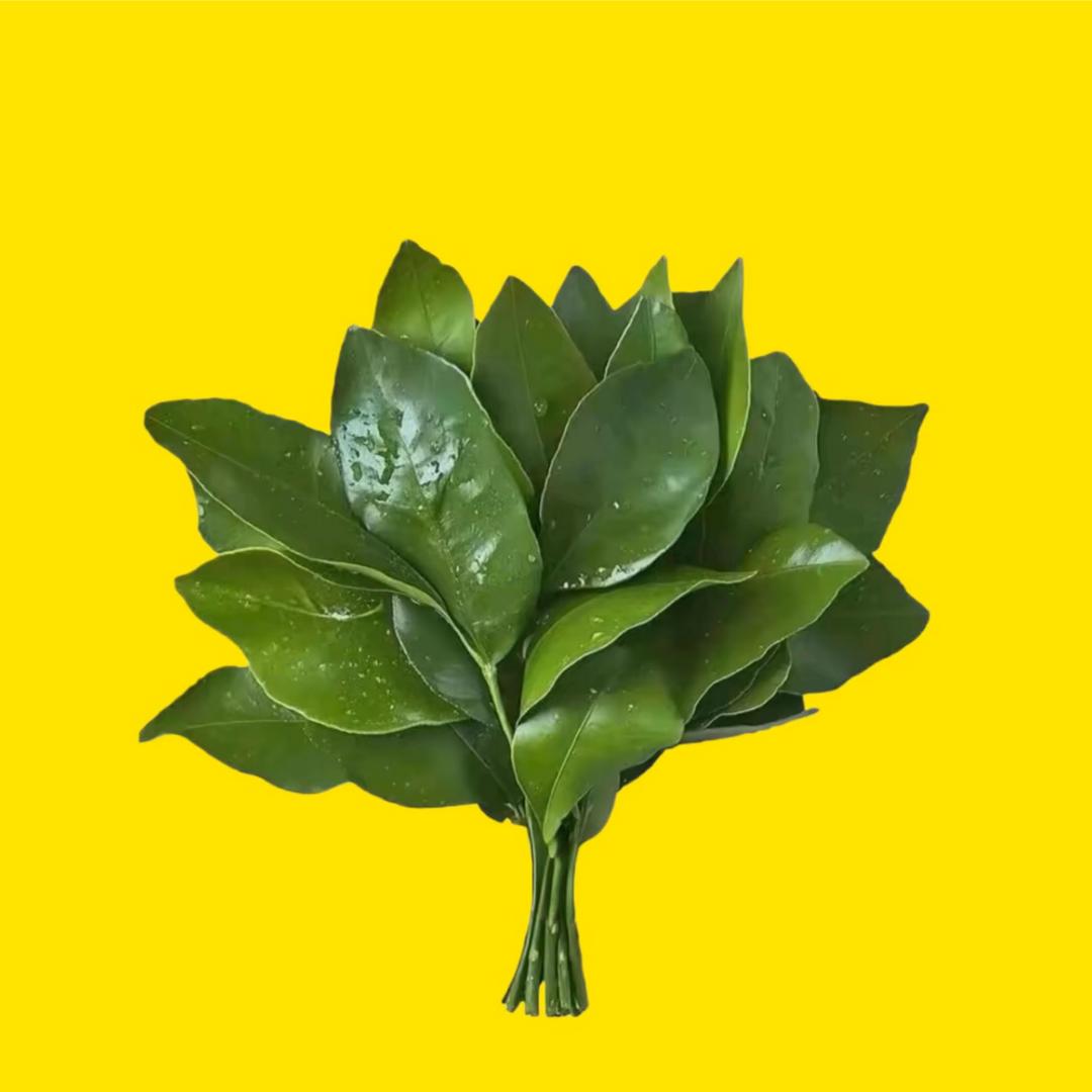 嘉嘉
