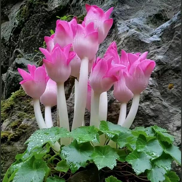 康老大。兴国月嫂