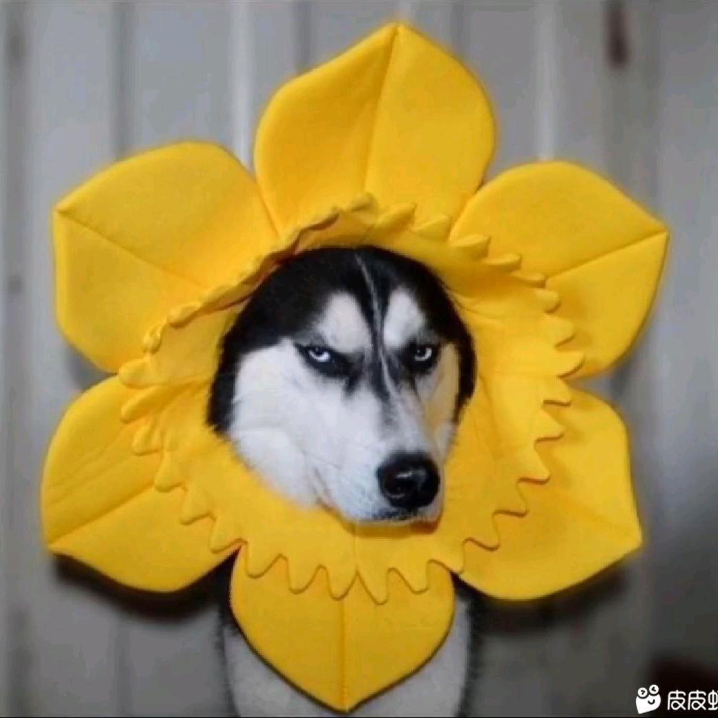 懒羊羊暴打灰太狼