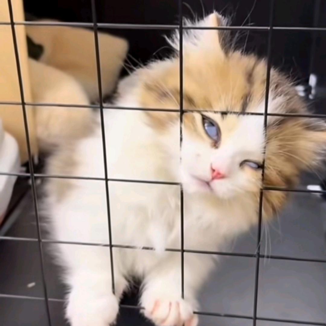 羙媛【芭芘BABi】