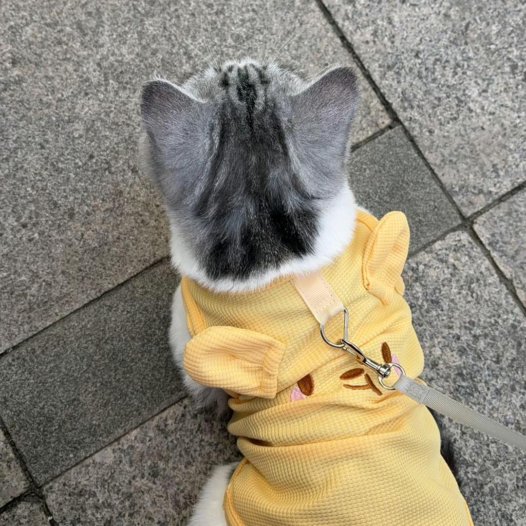 眉花枝
