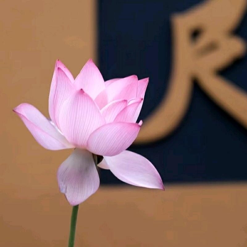 终南山之论国学