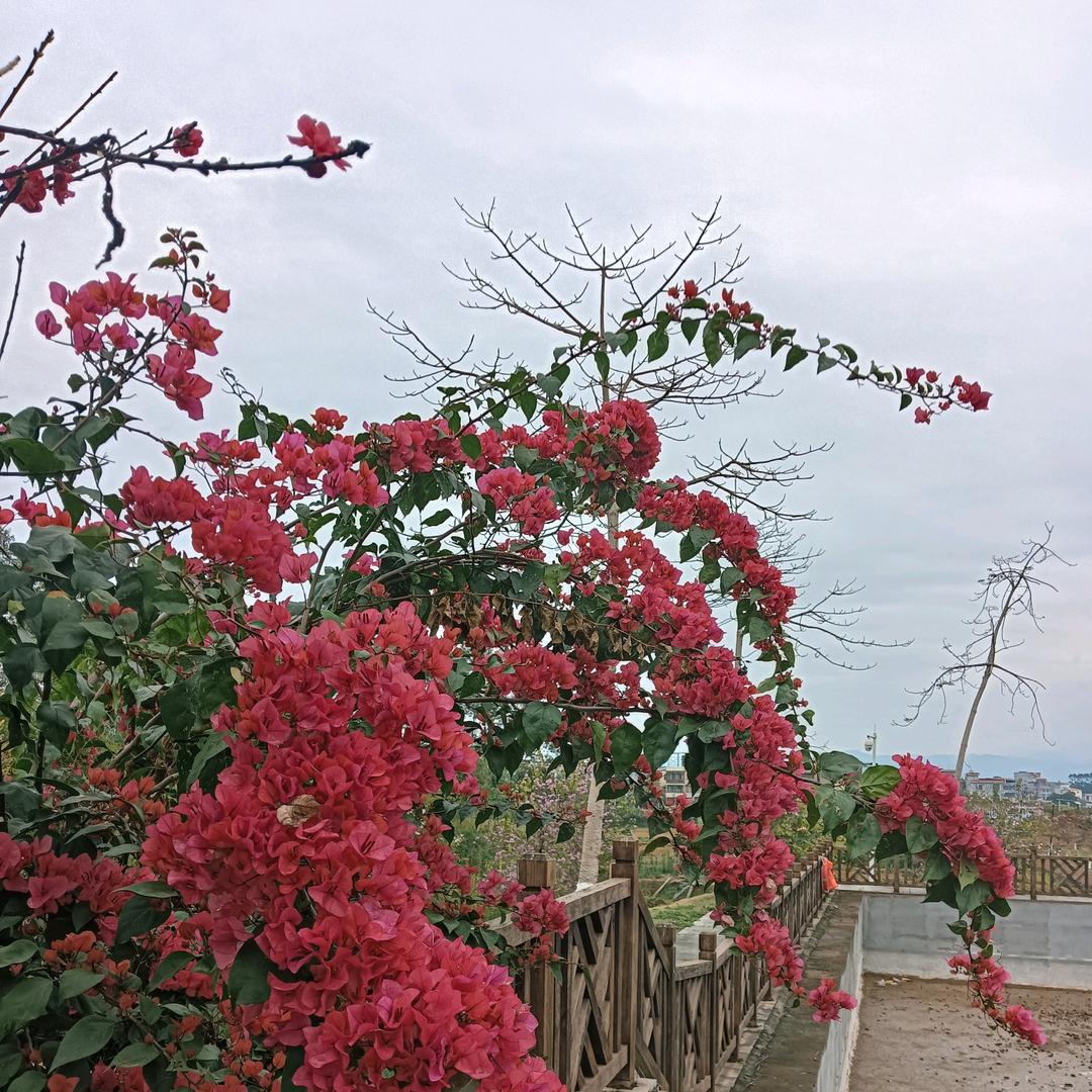 素菜沙拉酱