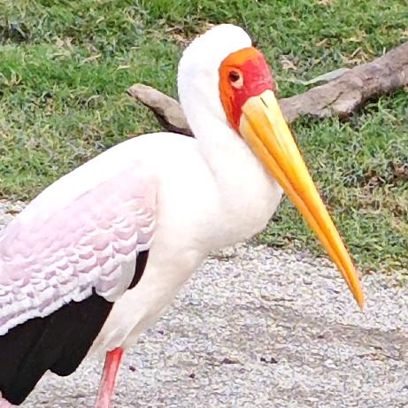 阿蒙涅姆赫特²ʸʸ