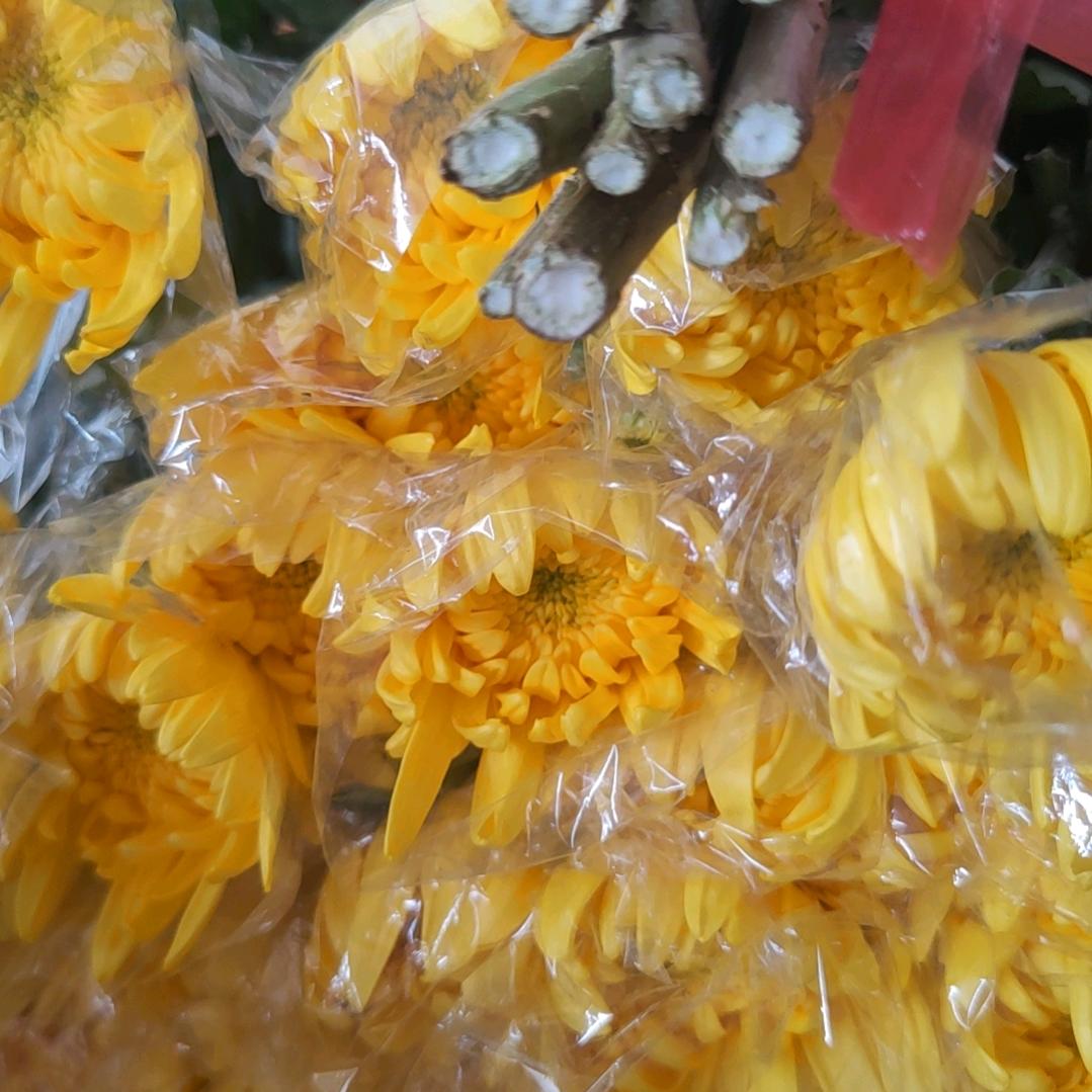 广州鲜花批发 比邻花行