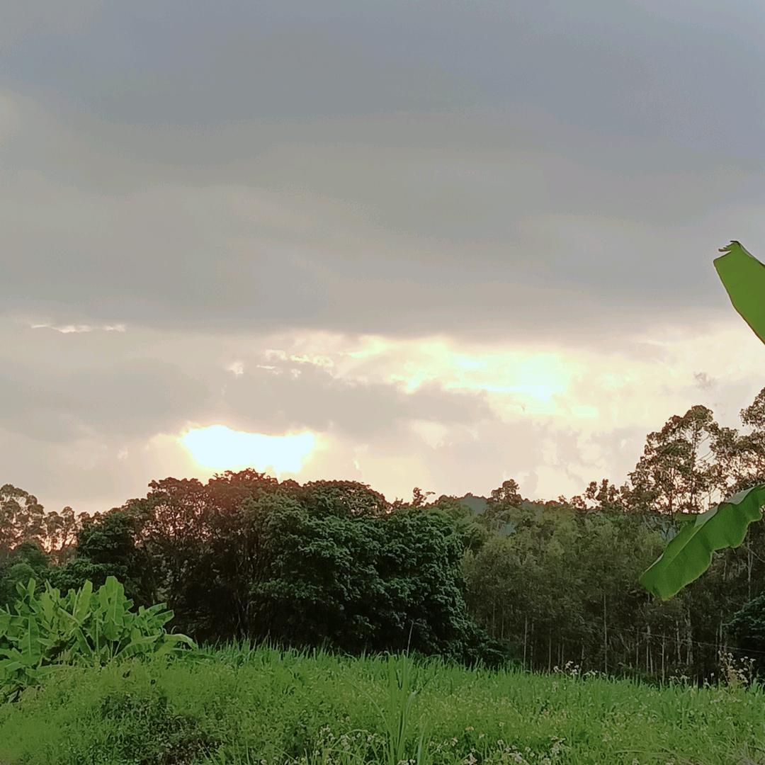 🍃🍃🍃叶子离开风的追求还是树的不