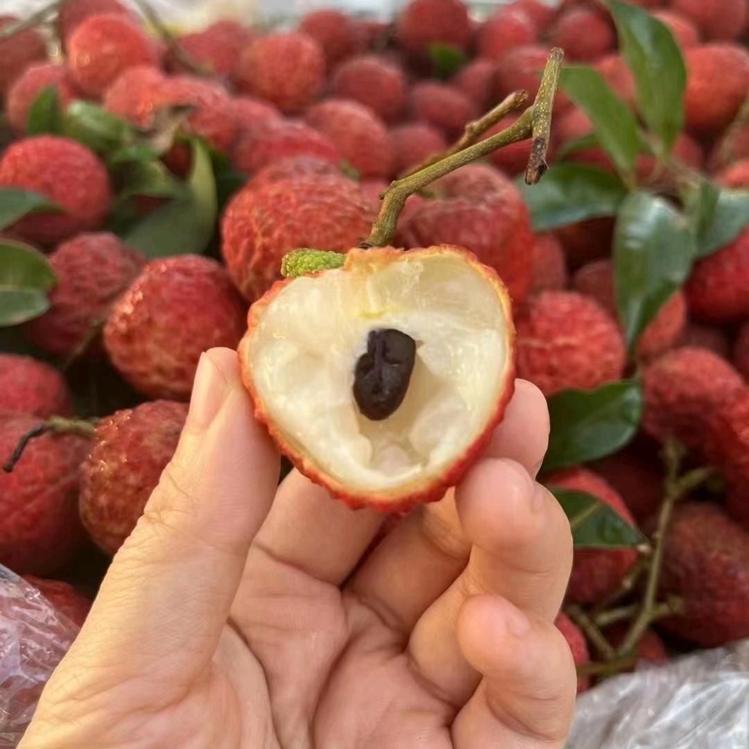 高州根子壹号果园