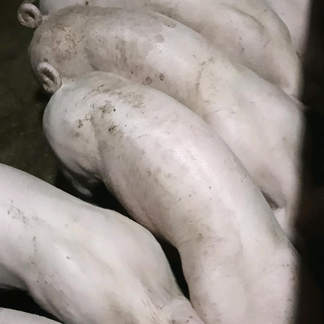 王老二猪饲料