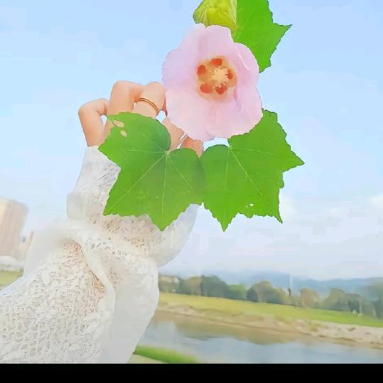 木棉花