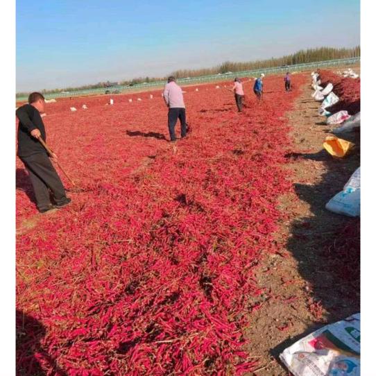 新疆辣椒一手货源批发（吉安永新）