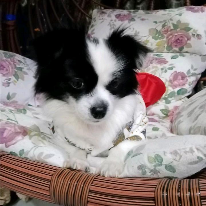 小花宝宝