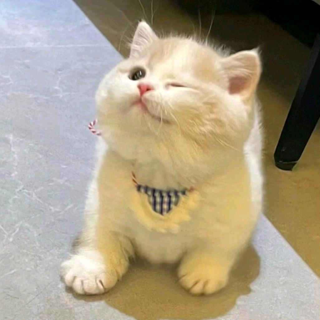 ✨猫咪✨
