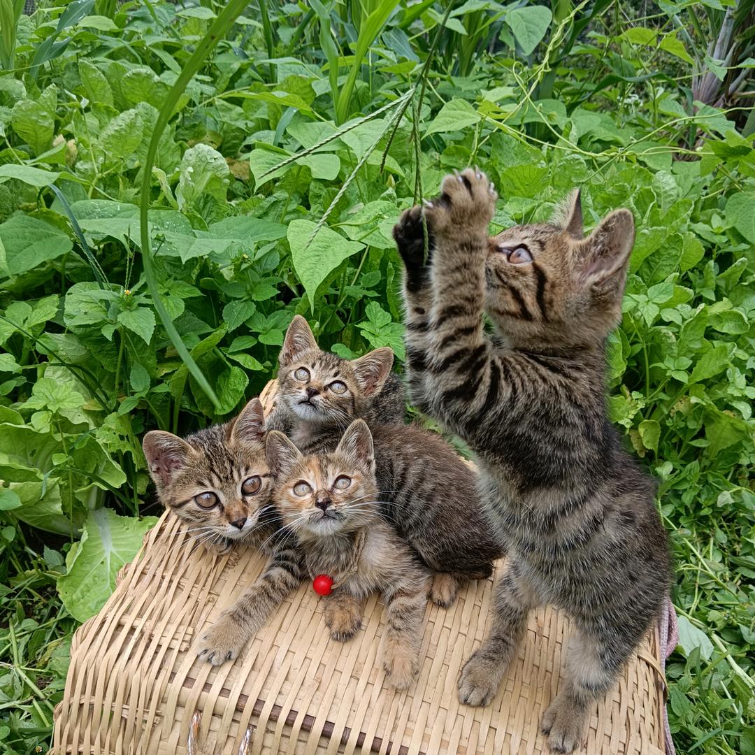 农村小啊姨，请不要连续点赞