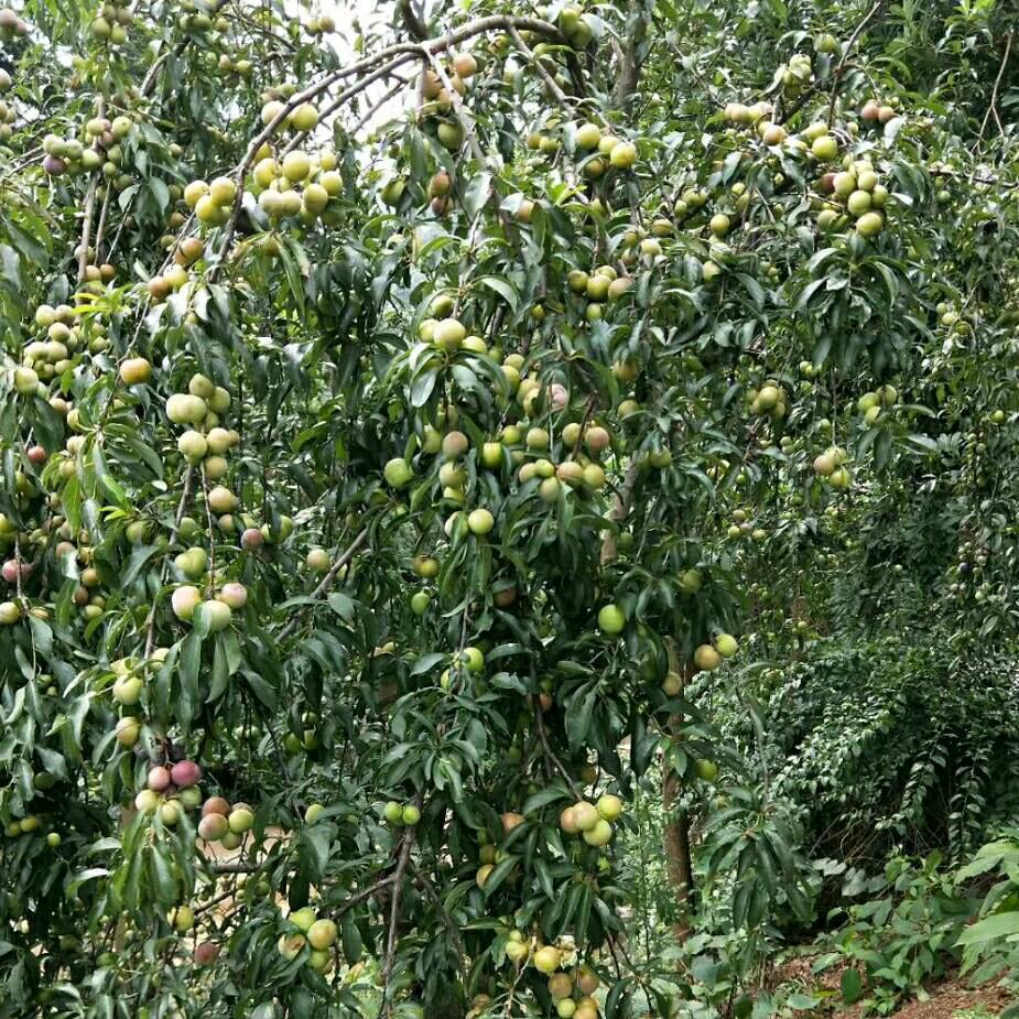 福聚土菜馆