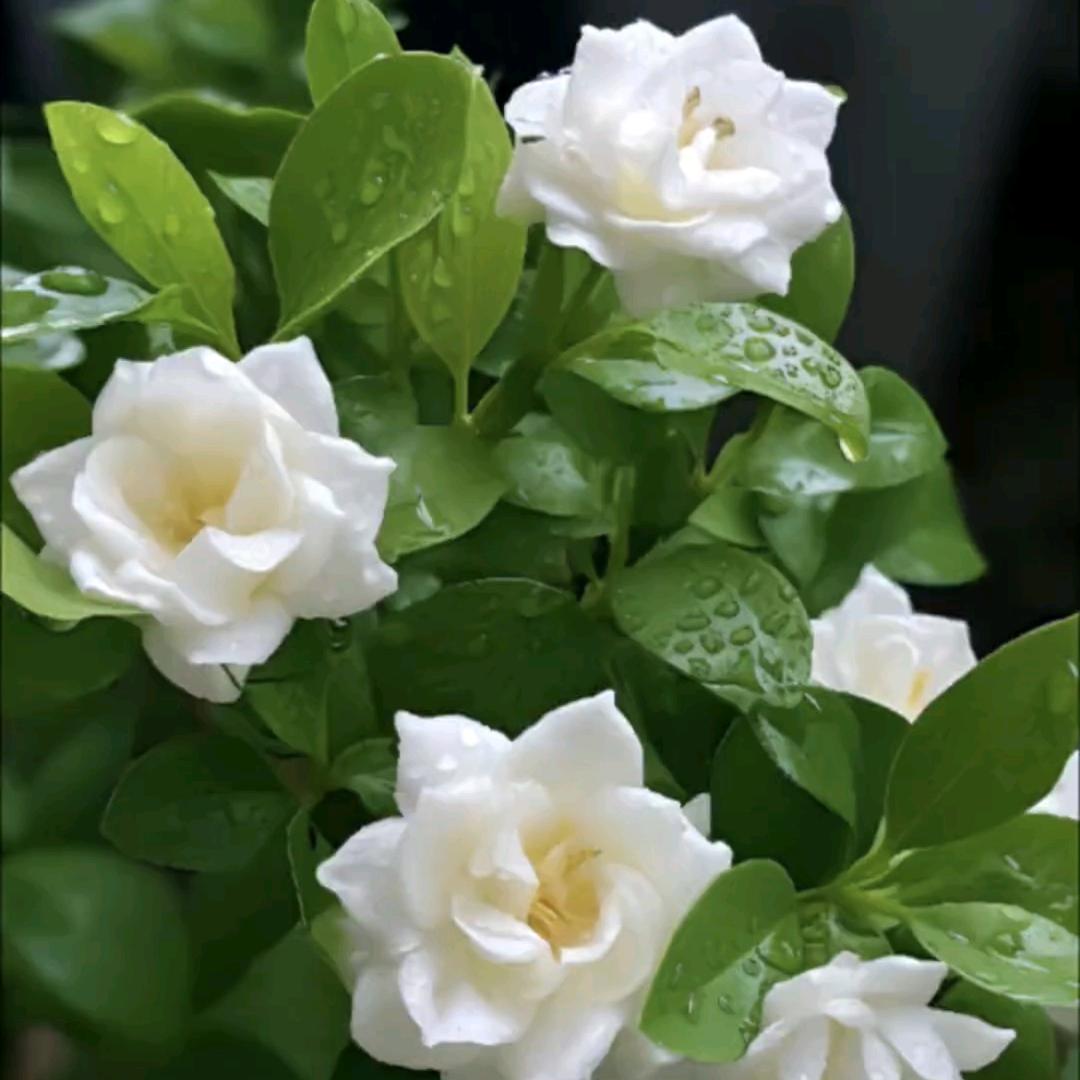 露含香精选好物