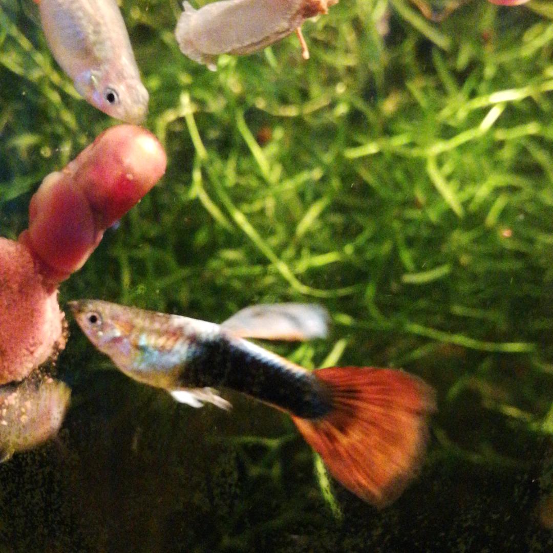 只喝苦咖啡的甜甜