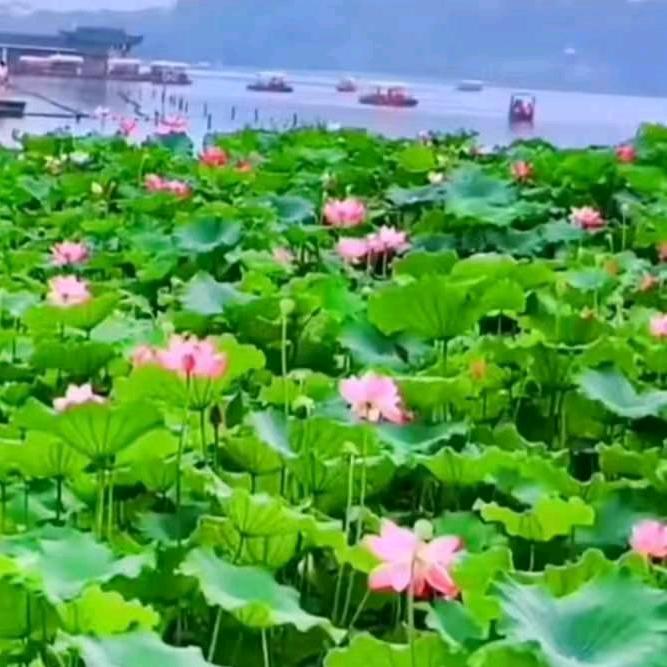 阳光🌸