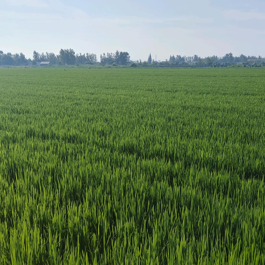 阜宁县阜城友涛农资门市