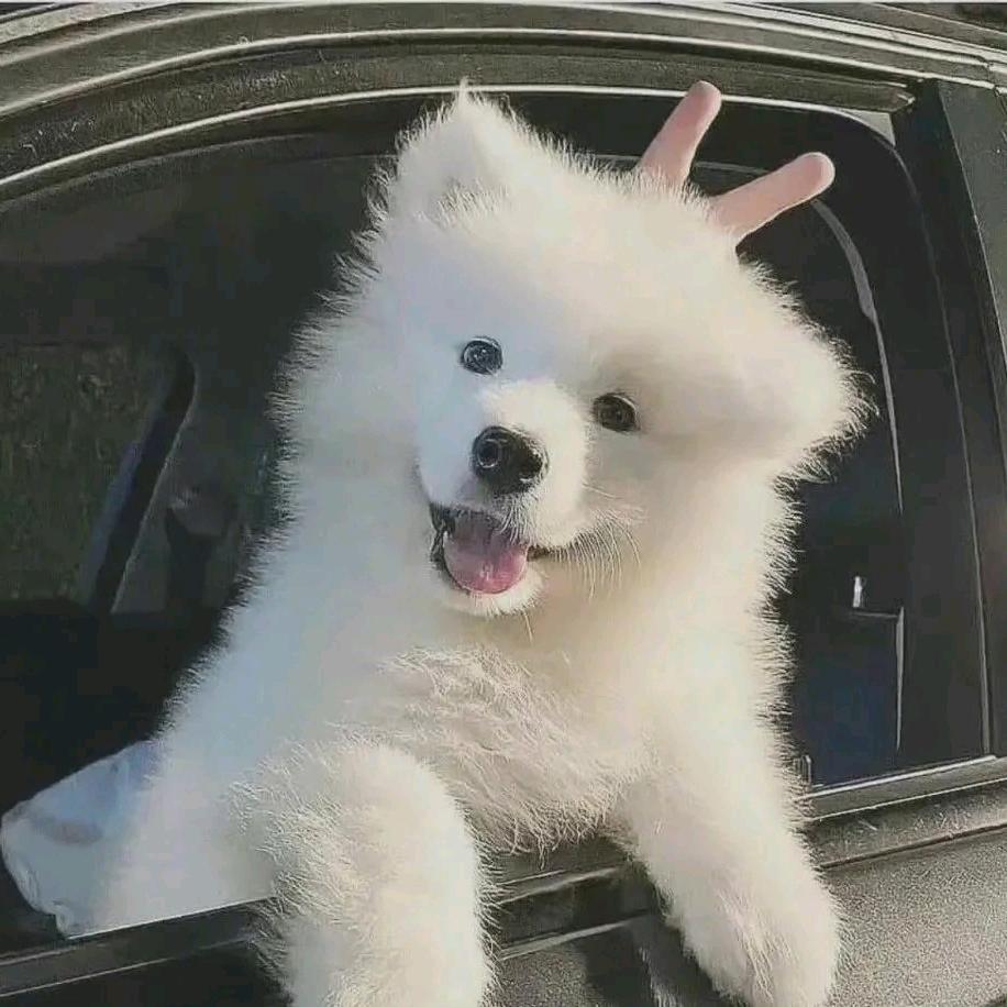 江边草
