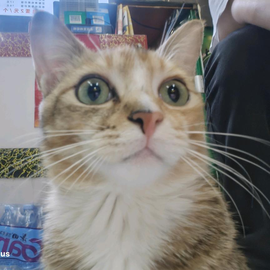 小婵是只猫