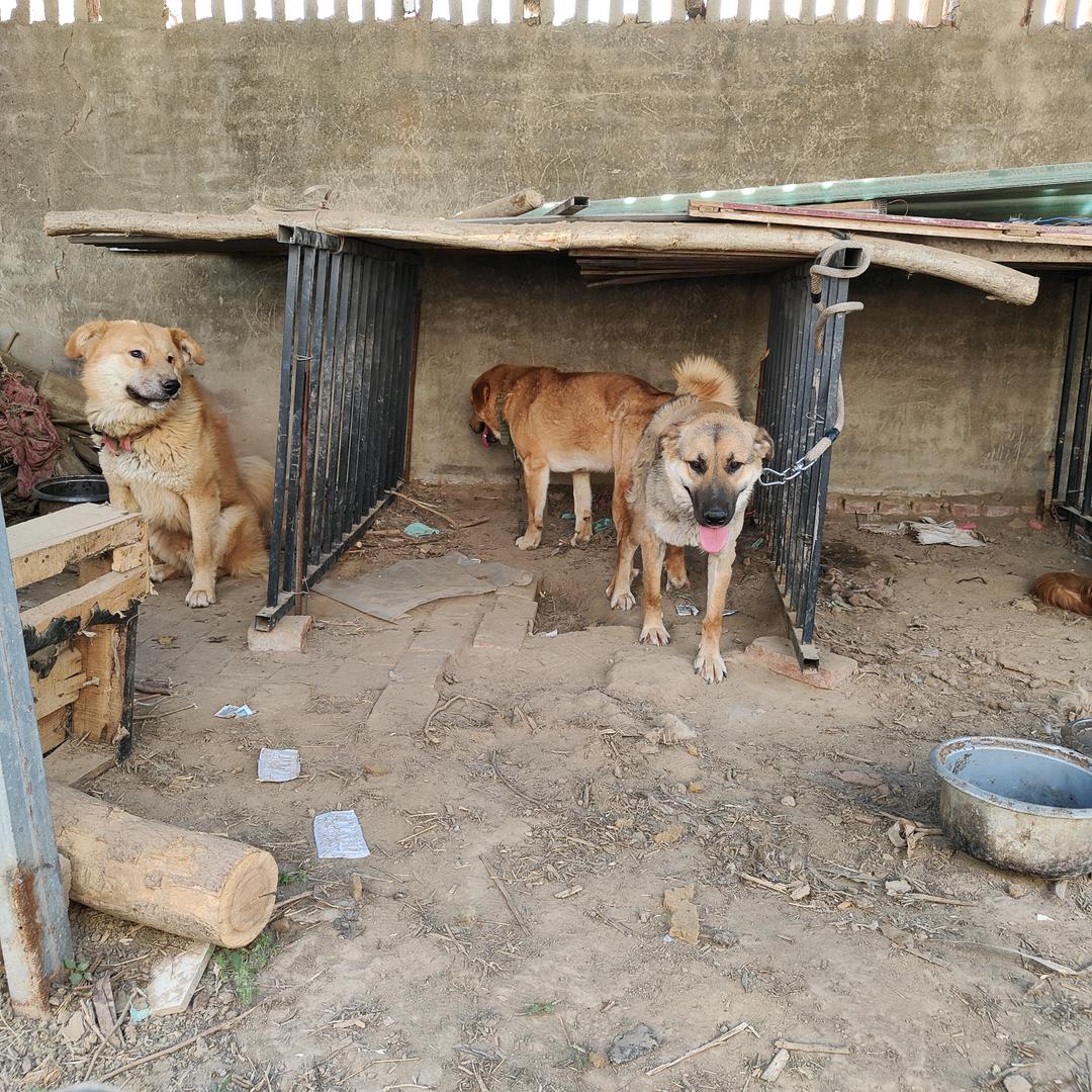田园犬养值基地