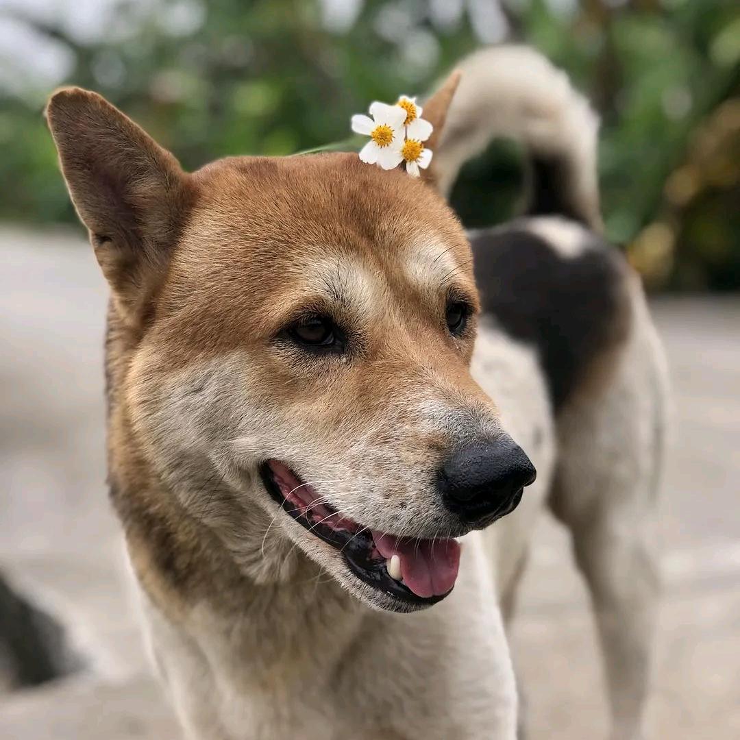 小杨聊狗