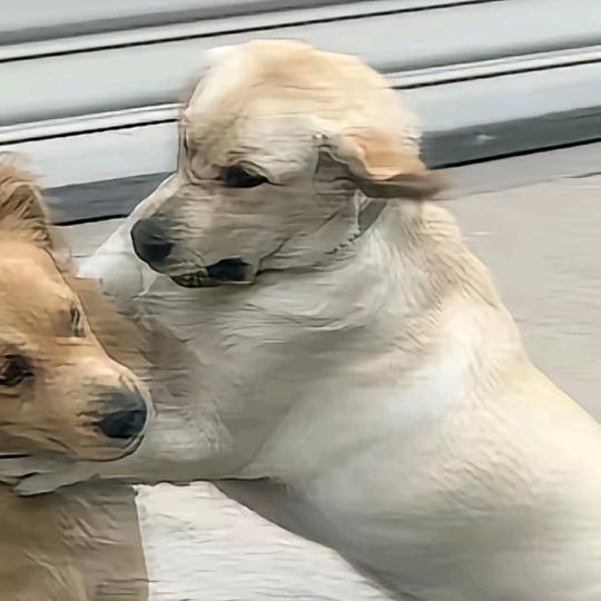珂