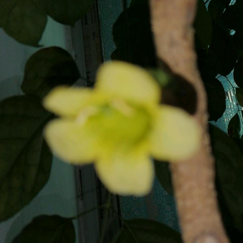 幸福树开花.开在幸福家