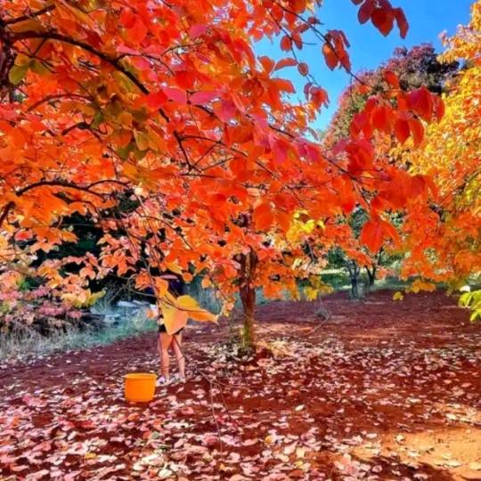 💫環曉星辰💫