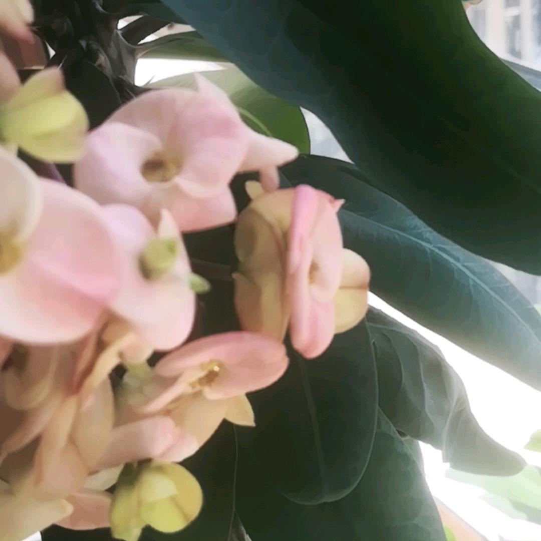 淑芬