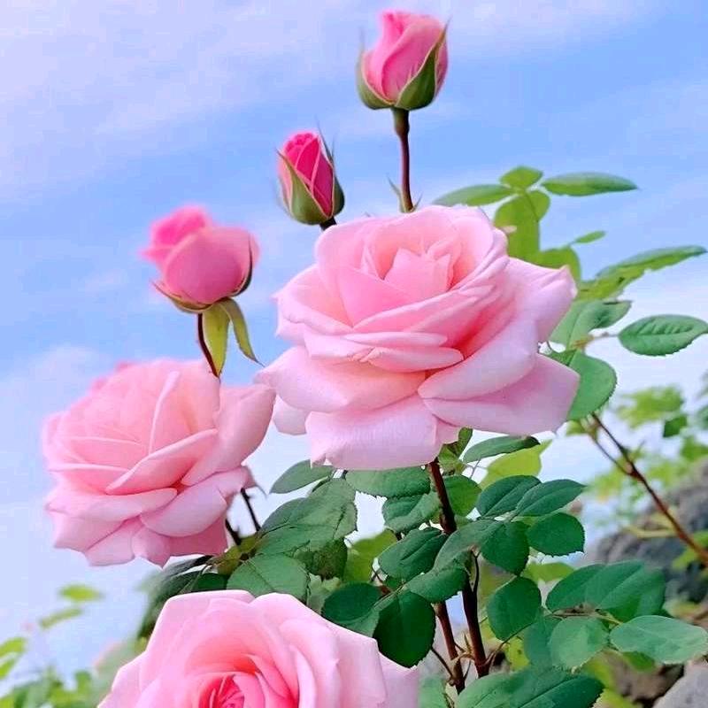 玫瑰花