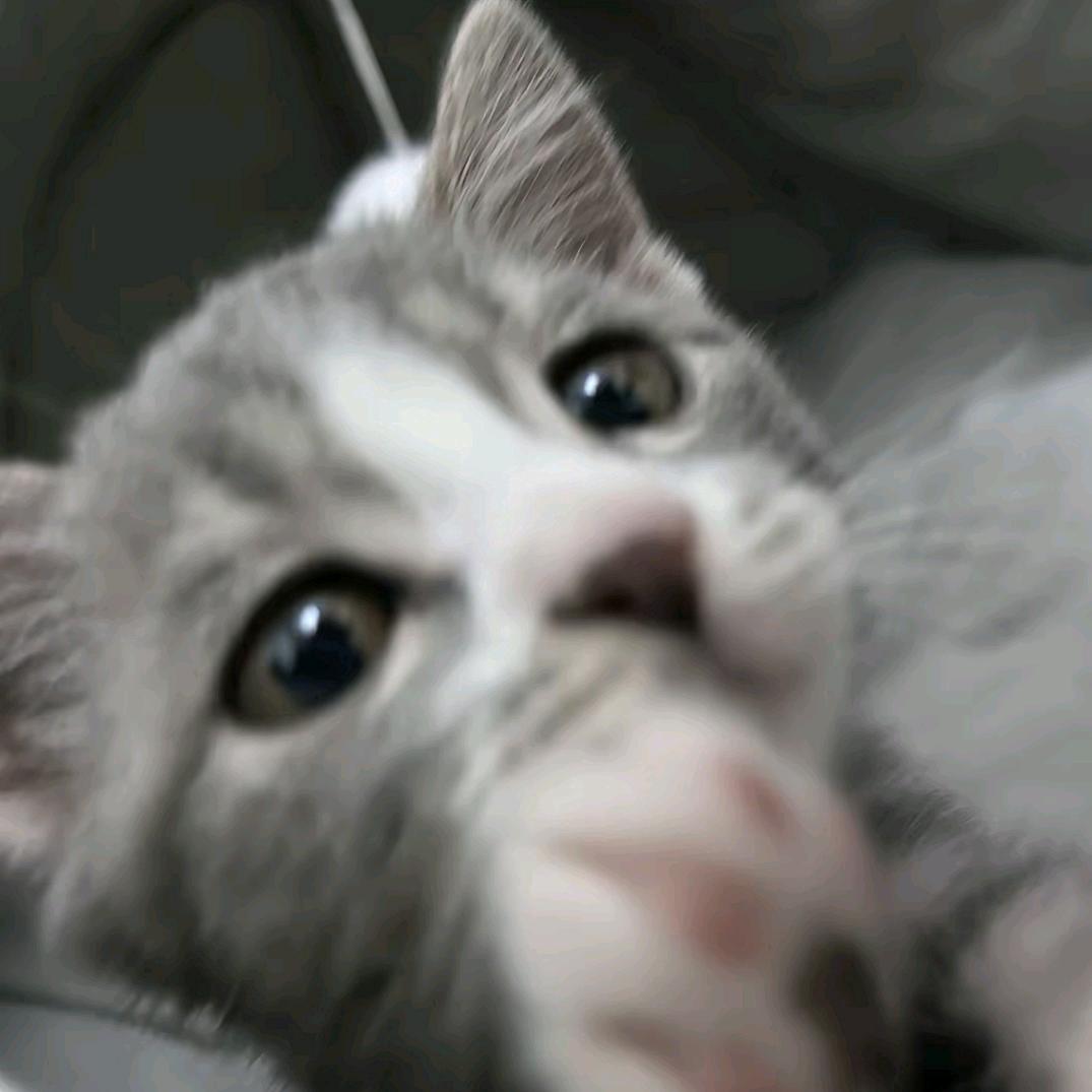 嘿!猫.