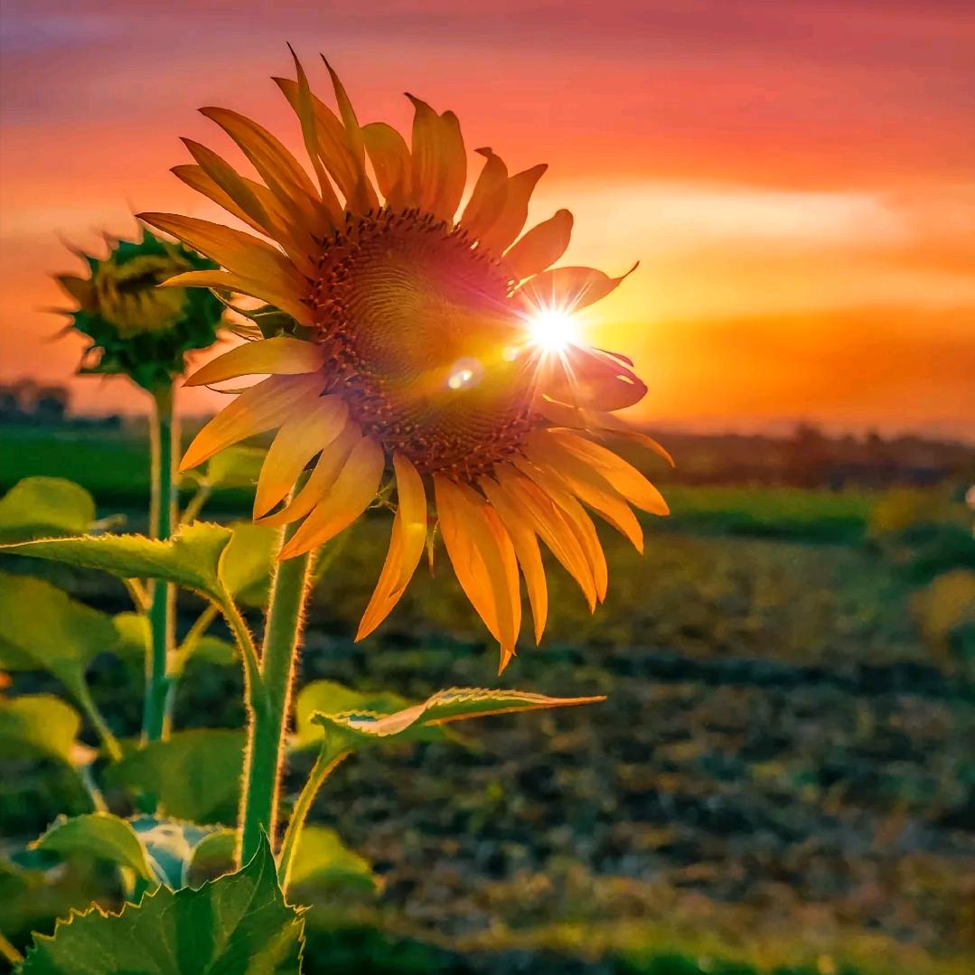 向日葵🌻