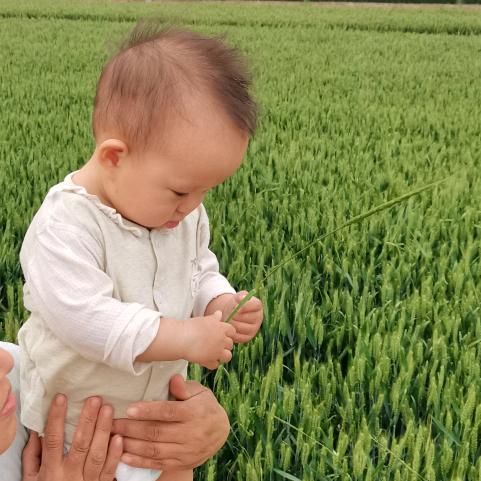 麦穗穗