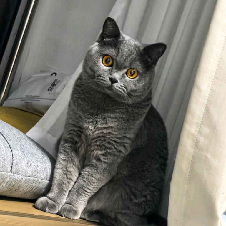 肥肥