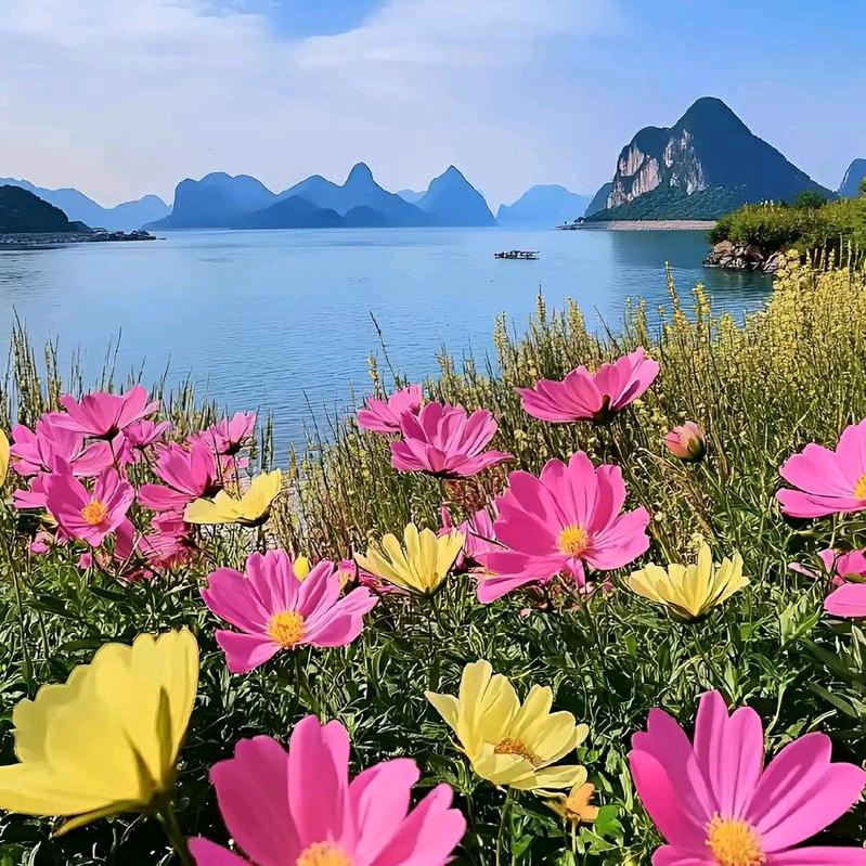 燕子足球直播号