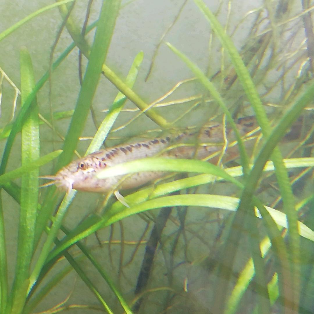 挑战泥鳅养到40厘米！