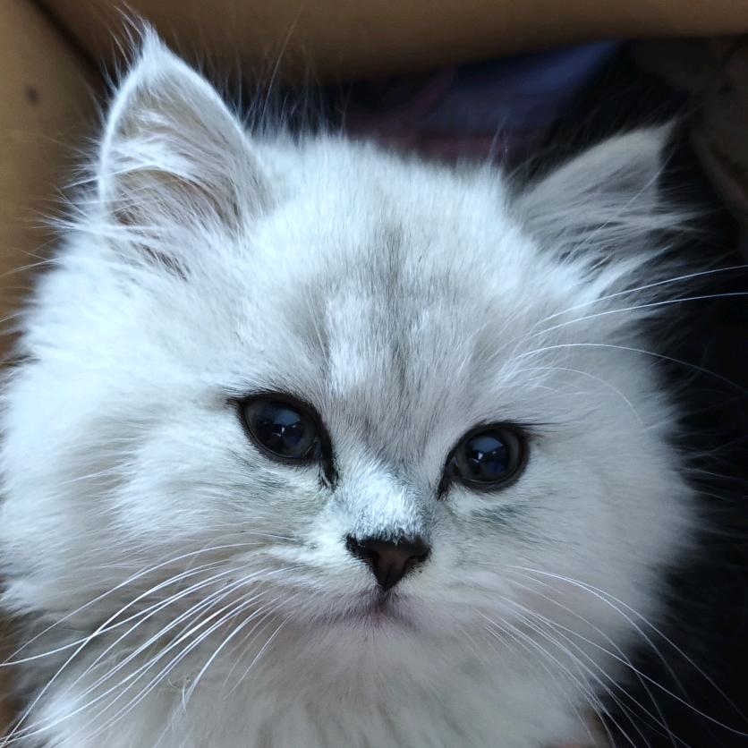 扶老太太闯红灯