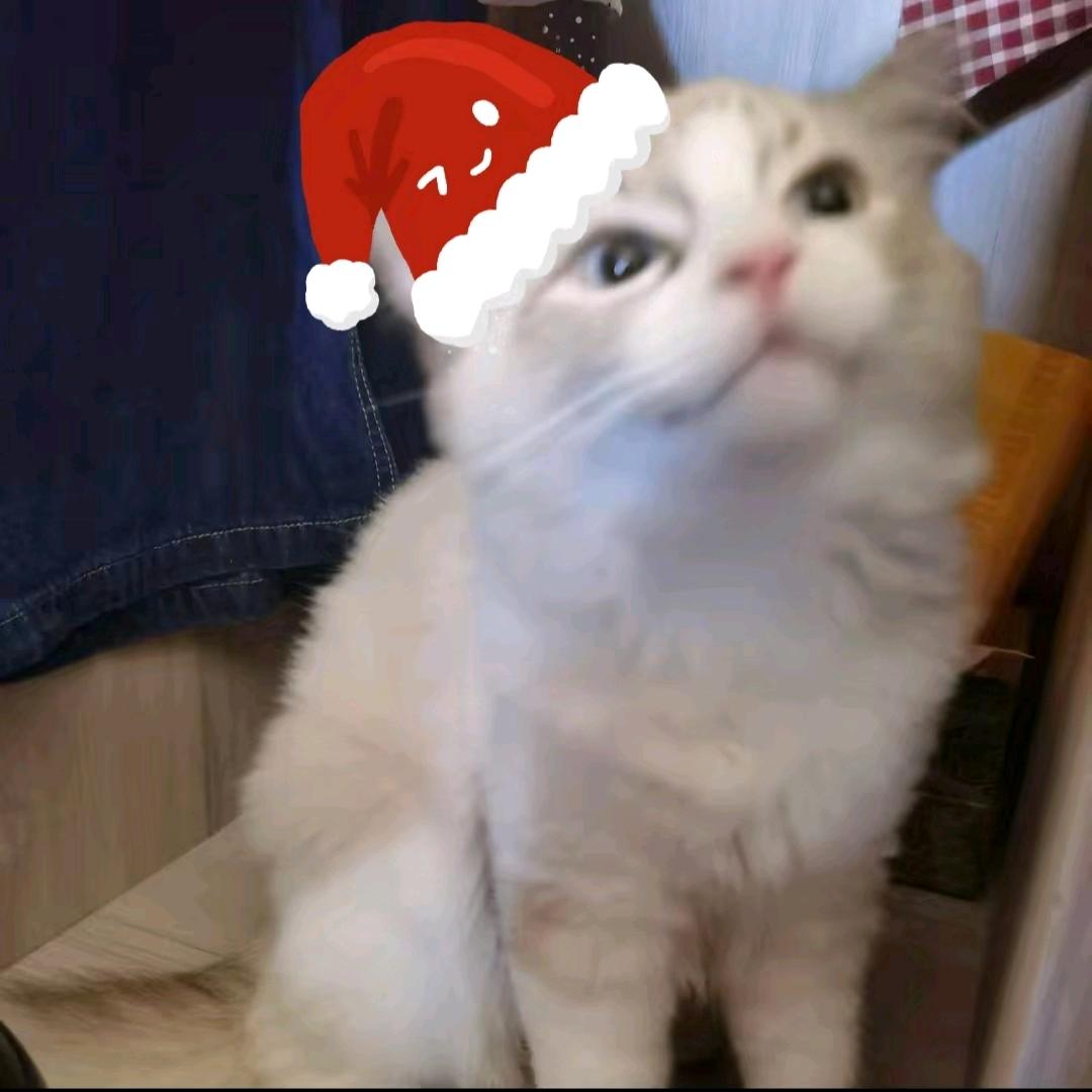 小黑猫在影子里