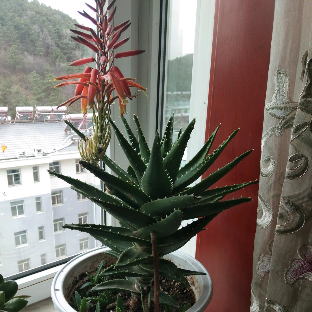 两家桂银采摘园