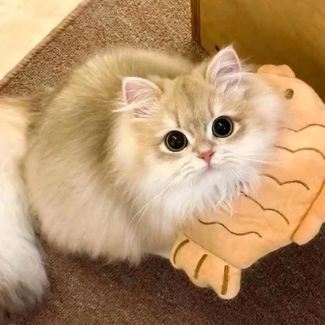 Lucky Kitten